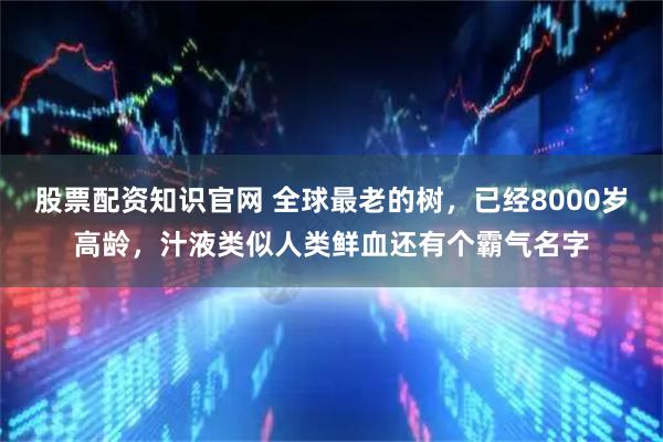 股票配资知识官网 全球最老的树,已经8000岁高龄,汁液类似人类鲜血还有个霸气名字